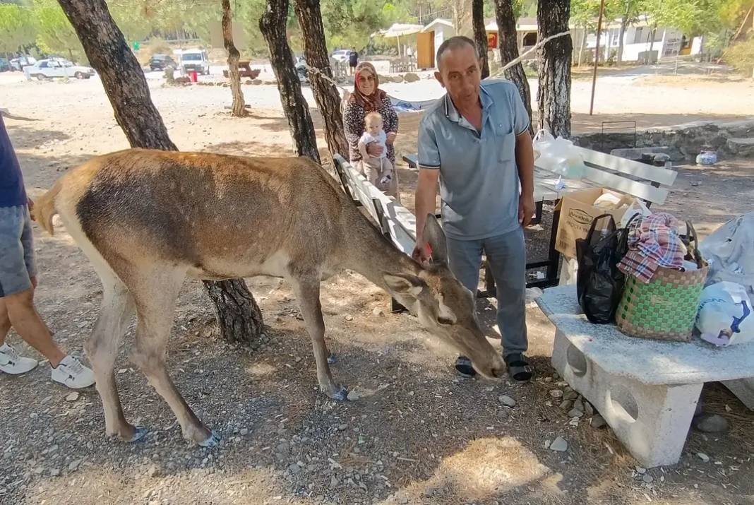 Salda Gölü'nde Kızıl Geyik Piknikçilere Sürpriz Yaptı 2